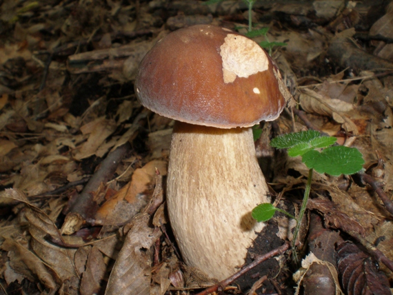 hríb dubový Boletus reticulatus Schaeff.