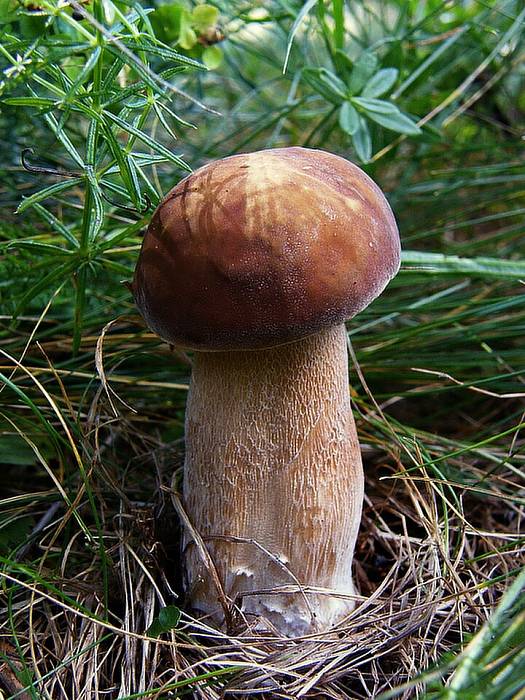 hríb dubový Boletus reticulatus Schaeff.