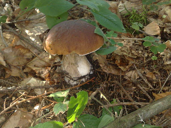 hríb dubový Boletus reticulatus Schaeff.