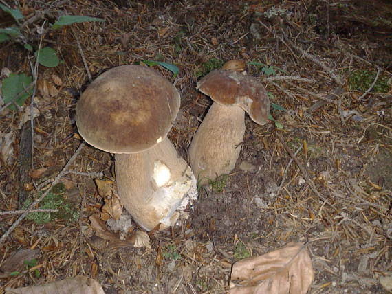 hríb dubový Boletus reticulatus Schaeff.