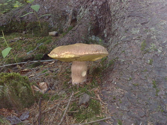 hríb dubový Boletus reticulatus Schaeff.