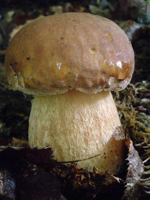 hríb dubový Boletus reticulatus Schaeff.