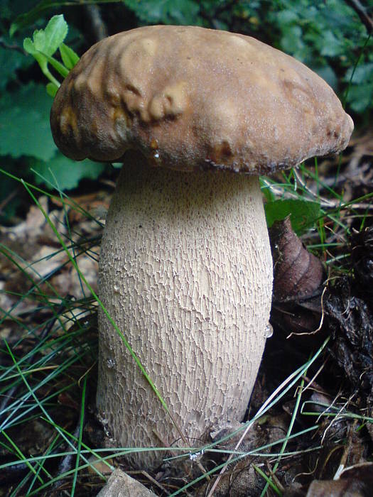 hríb dubový Boletus reticulatus Schaeff.