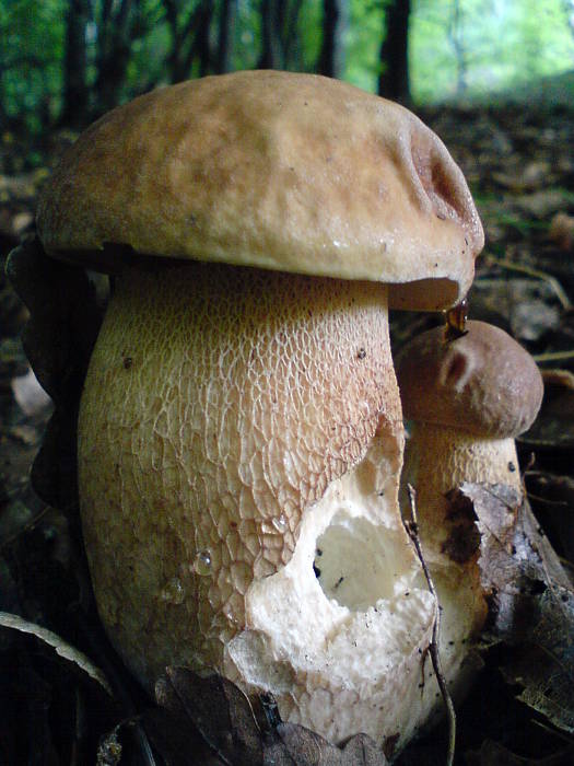 hríb dubový Boletus reticulatus Schaeff.