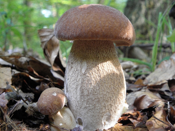 hríb Boletus sp.