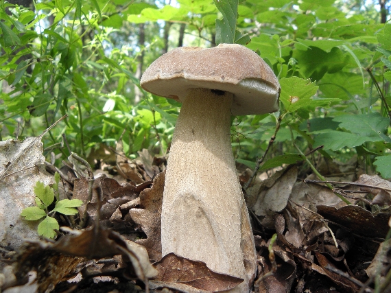 hríb Boletus sp.