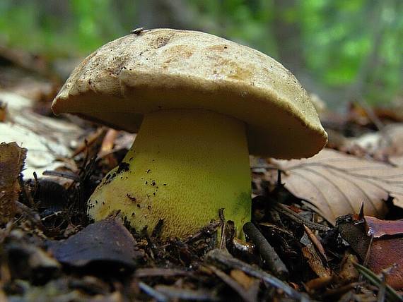 hríb horský Butyriboletus subappendiculatus (Dermek, Lazebn. & J. Veselský) D. Arora & J.L. Frank