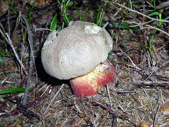 hríb červený Caloboletus calopus Fr.