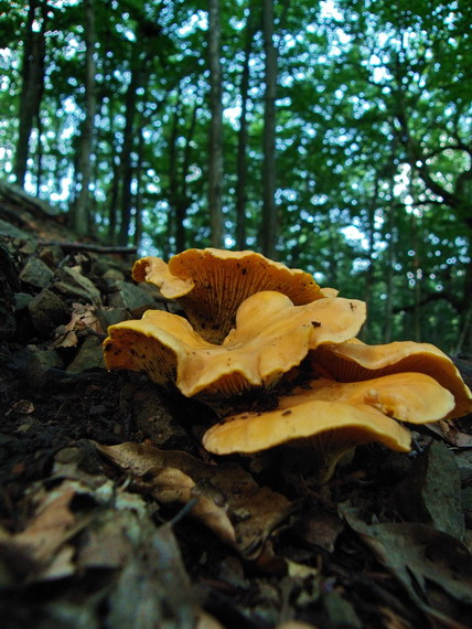 kuriatko Cantharellus sp.