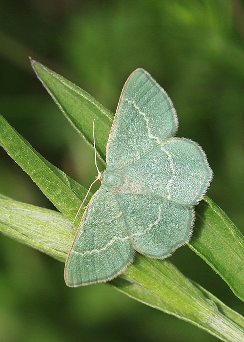 piadivka černicová Chlorissa cloraria