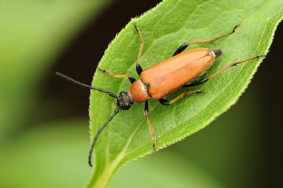 fúzač obyčajný Corymbia rubra