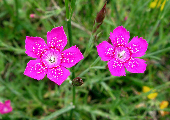 klinček slzičkový Dianthus deltoides L.