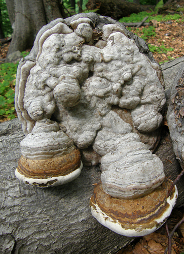 práchnovec kopytovitý Fomes fomentarius (L.) J.J. Kickx