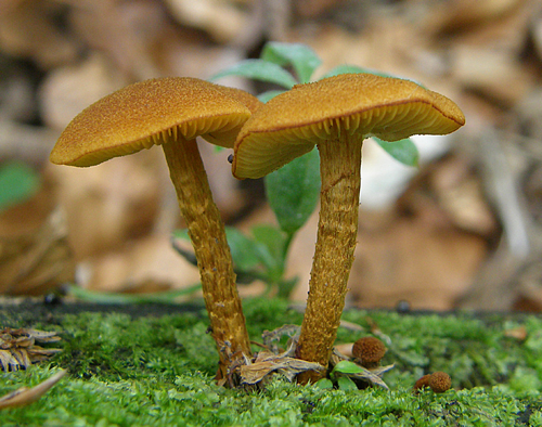 šupinovec  Gymnopilus sp.