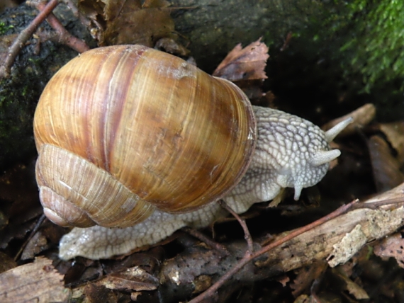 slimák záhradný Helix pomatia