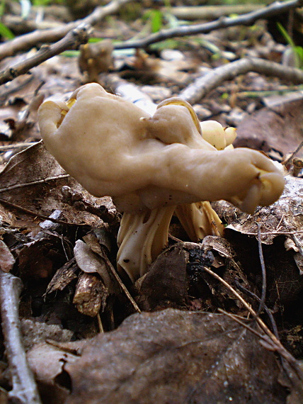 chriapač jamkatý Helvella lacunosa Afzel.