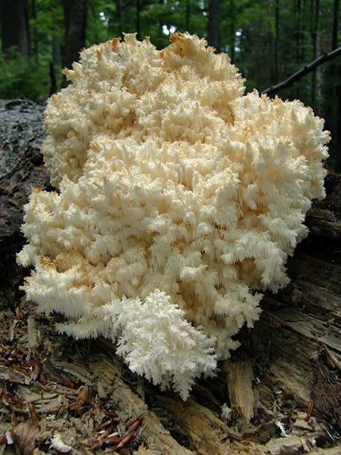 koralovec bukový Hericium coralloides (Scop.) Pers.