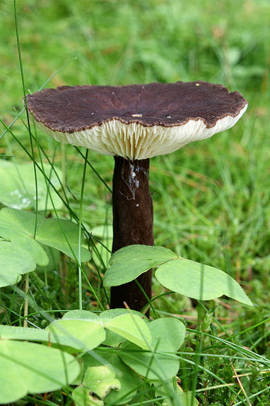 ryzec černohlávek Lactarius lignyotus Fr.