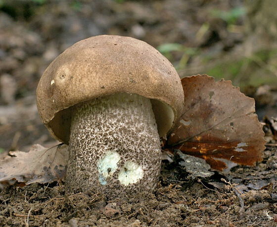 kozák topoľový Leccinum duriusculum (Schulzer ex Kalchbr.) Singer