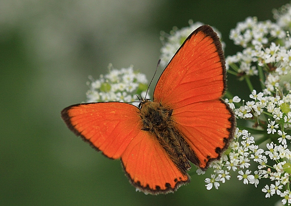 ohniváčik zlatobyľový Lycaena virgaureae