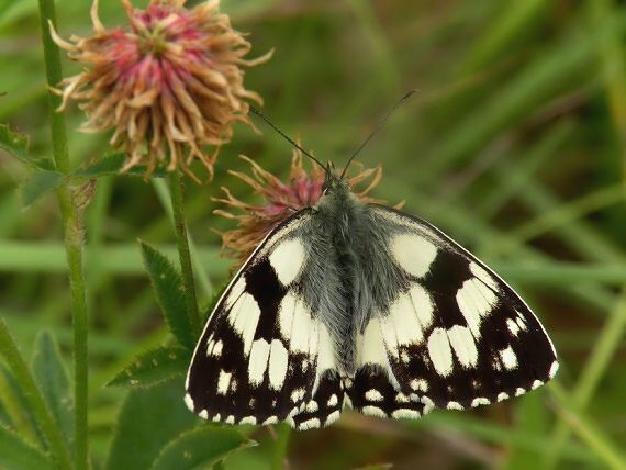 očkáň timotejkový Melanargia galathea