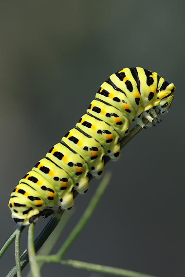 vidlochvost feniklový Papilio machaon