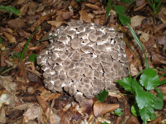 trúdnik klobúčkatý Polyporus umbellatus (Pers.) Fr.