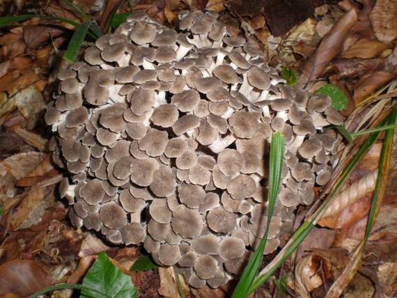 trúdnik klobúčkatý Polyporus umbellatus (Pers.) Fr.