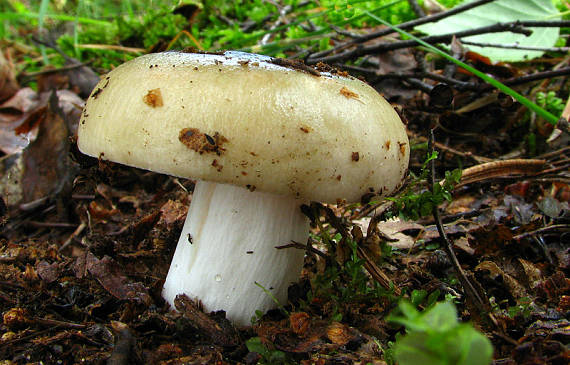 plávka Russula sp.