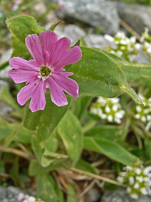 silenka červená Silene dioica (L.) Clairv.