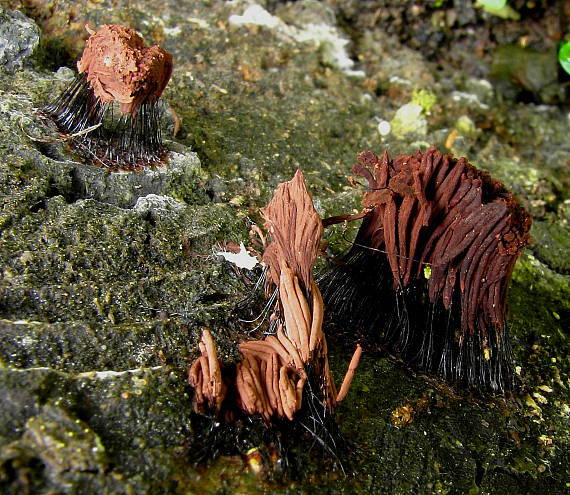 pazderka hrdzavohnedá Stemonitis axifera (Bull.) T. Macbr.