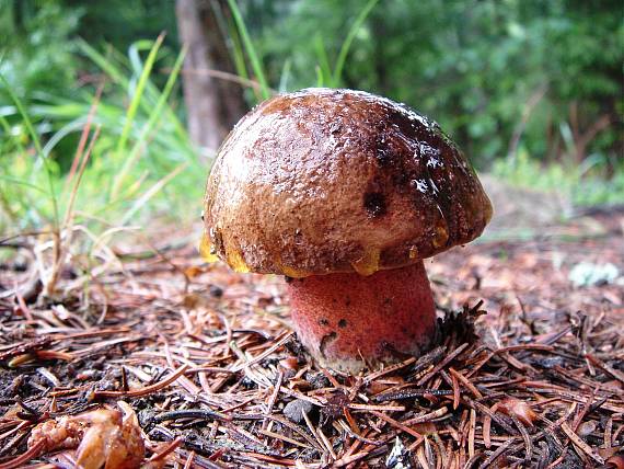 hríb zrnitohlúbikový Sutorius luridiformis (Rostk.) G. Wu & Zhu L. Yang