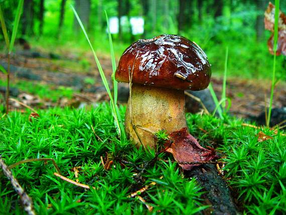 hríb zrnitohlúbikový Sutorius luridiformis (Rostk.) G. Wu & Zhu L. Yang