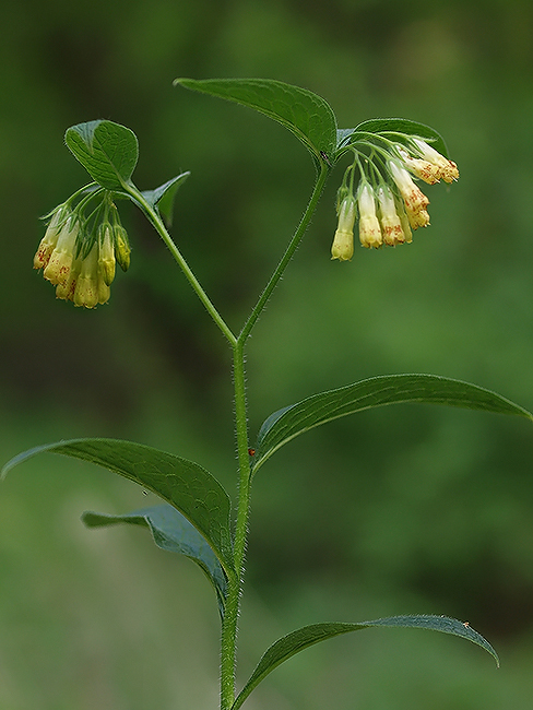 kostihoj hľuznatý Symphytum tuberosum L.