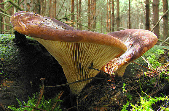 čechračka tmavohlúbiková Tapinella atrotomentosa (Batsch) Šutara