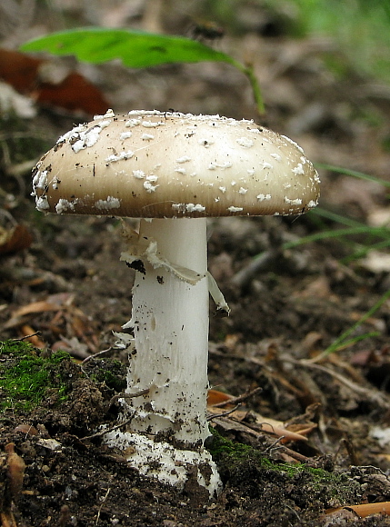 muchotrávka tigrovaná Amanita pantherina (DC.) Krombh.