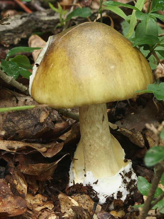 muchotrávka zelená Amanita phalloides (Vaill. ex Fr.) Link