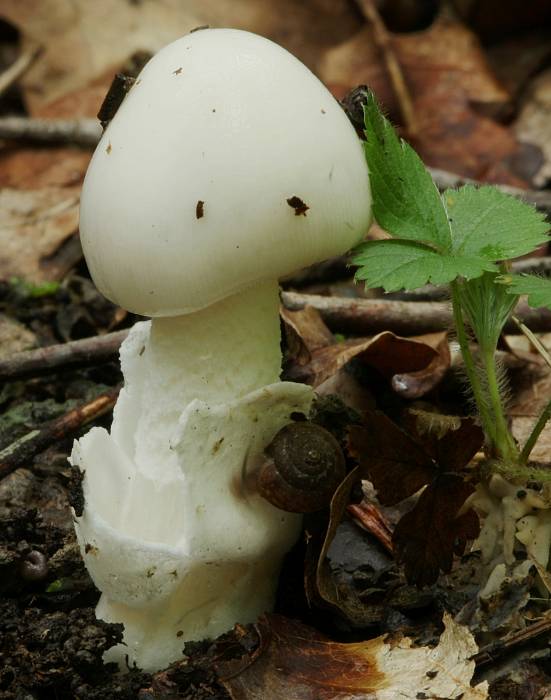 muchotrávka končistá? Amanita virosa?