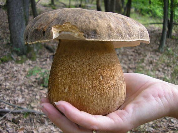 hríb bronzový Boletus aereus Bull. ex Fr.