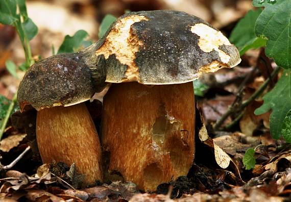 hríb bronzový Boletus aereus Bull. ex Fr.