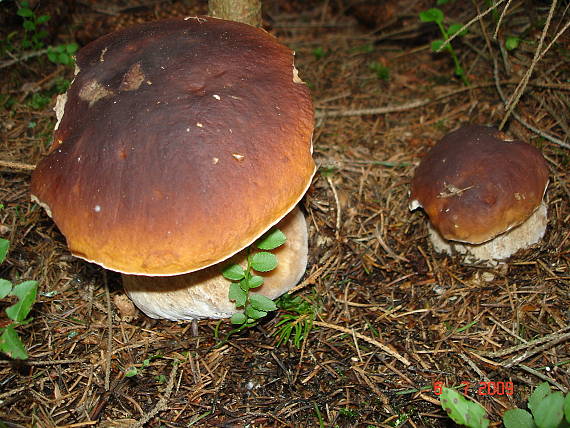 hríb smrekový kyjakovitý Boletus edulis var. clavipes