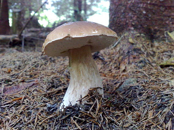 hríb smrekový Boletus edulis Bull.