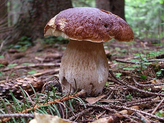 hríb smrekový Boletus edulis Bull.