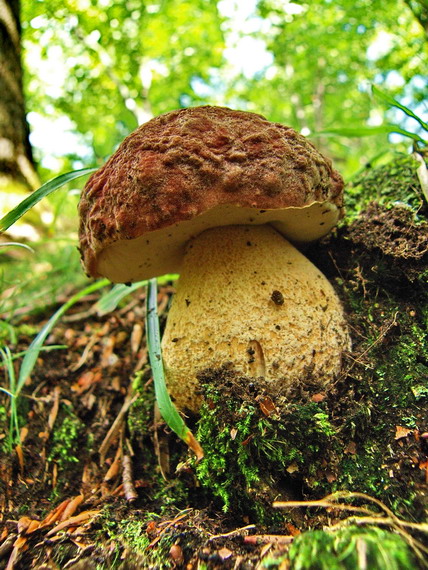 hríb sosnový Boletus pinophilus Pil. et Dermek in Pil.