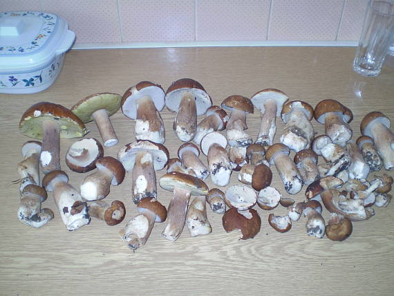 hríb dubový Boletus reticulatus Schaeff.