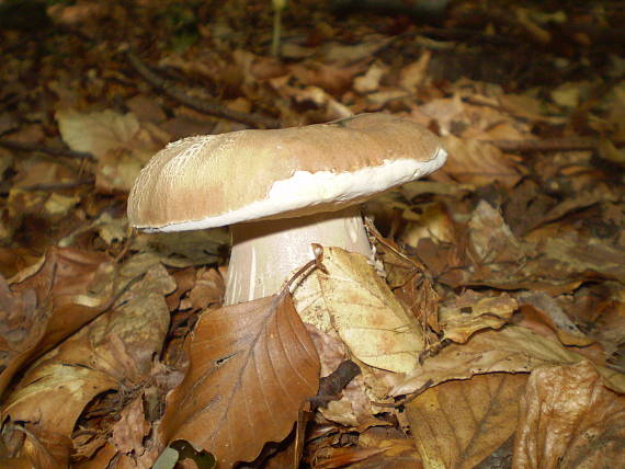 hríb dubový Boletus reticulatus Schaeff.