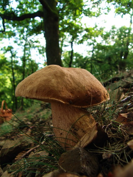 hríb dubový Boletus reticulatus Schaeff.