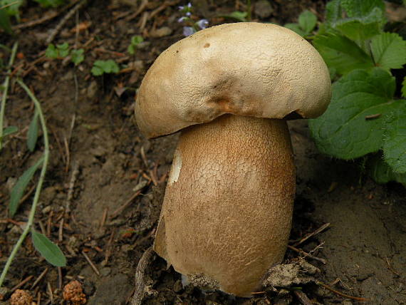 hríb dubový  Boletus reticulatus Schaeff.