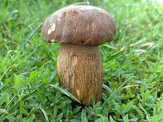 hríb dubový Boletus reticulatus Schaeff.