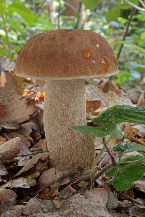 hríb dubový Boletus reticulatus Schaeff.